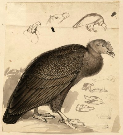 Kondor von Edward Lear